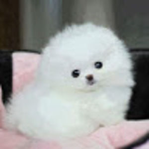 Meet your Posher, Febe